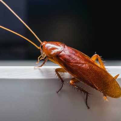 Cockroach Control Ipswich