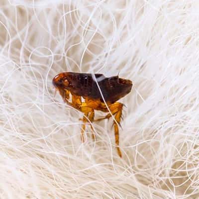 Flea Pest Control Ipswich