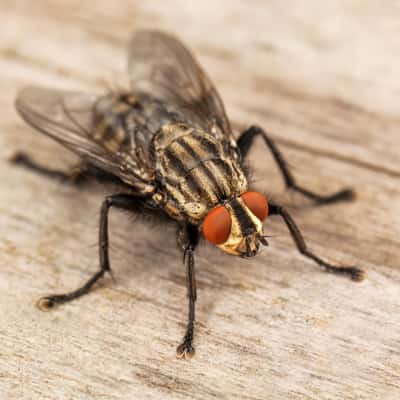 Flies Pest Control Service