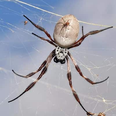 Spider Pest Control Ipswich