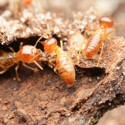 Termite Inspection Ipswich