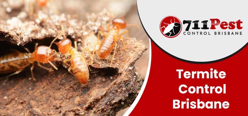 Image of Termite control Brisbane