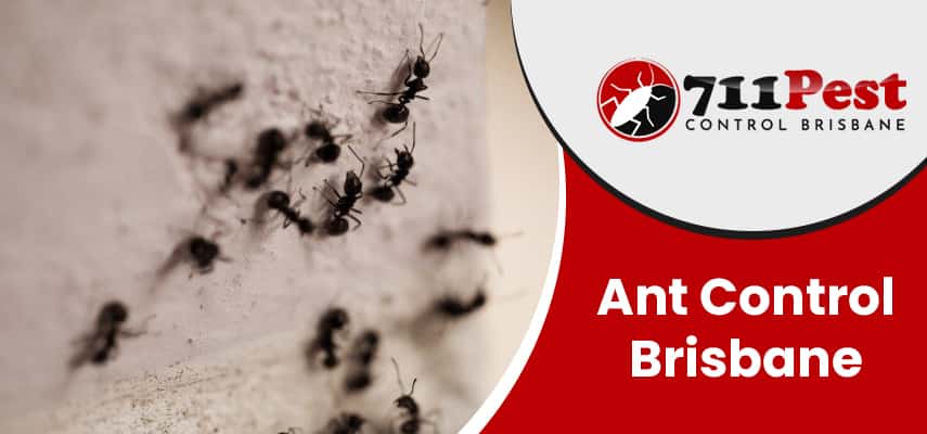Image of ant control Brisbane