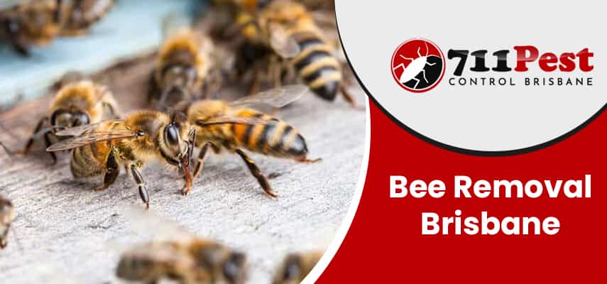Image of bee removal Brisbane