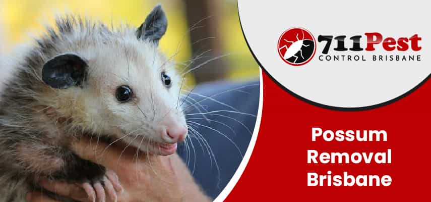 Image of possum removal Brisbane