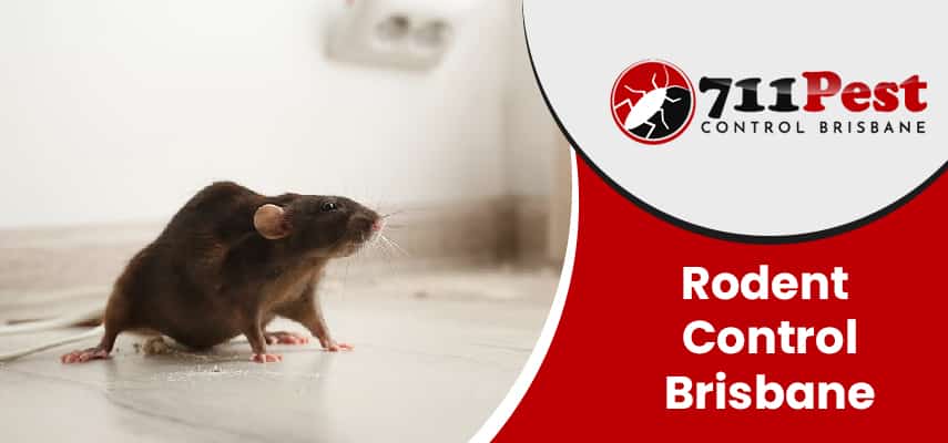 Image of rodent control Brisbane