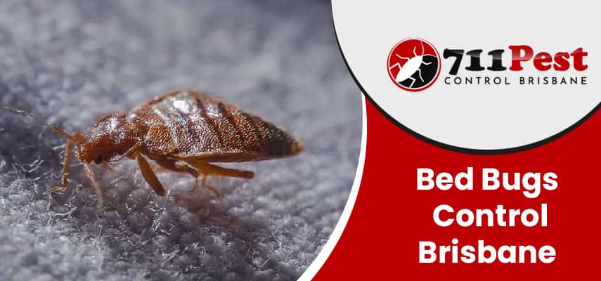 Images of bed bugs control Brisbane