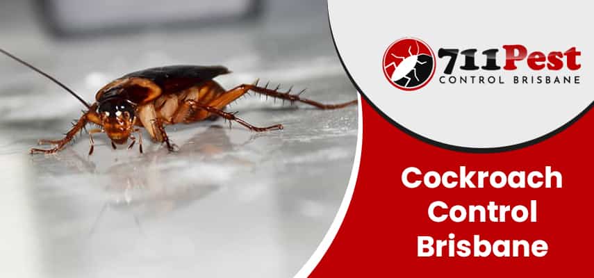 Images of cockroach control Brisbane