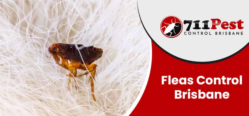 Images of fleas control Brisbane