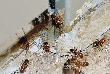Ant Control Wurtulla