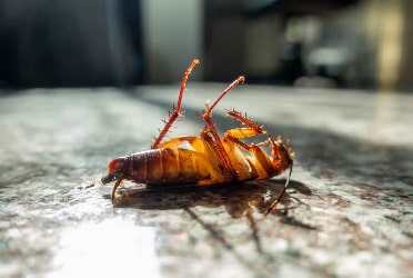 Cockroach Control Wurtulla
