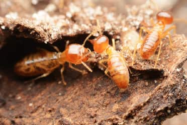Termite Treatment Wurtulla