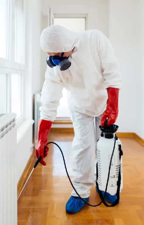 Pest Control Services We Provide In Springfield Lakes