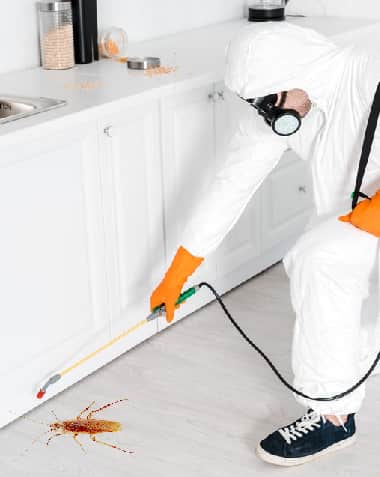 Pest Control and Inspection Springwood
