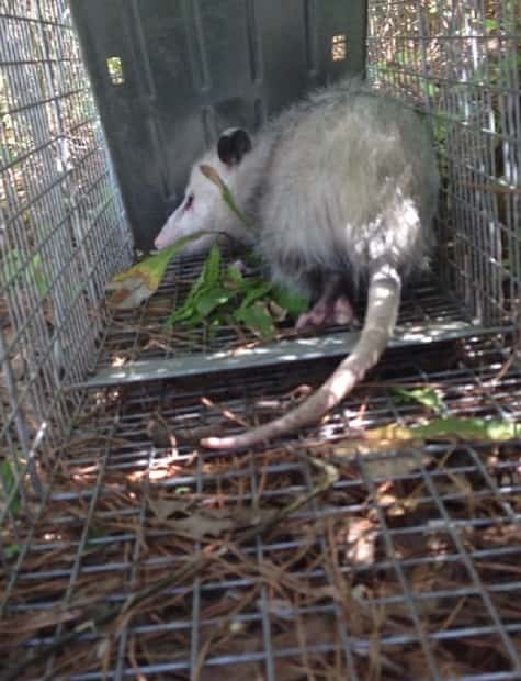 Possum Catching, Removal Services
