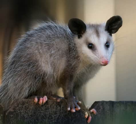 Possum Removal and Relocation Springwood