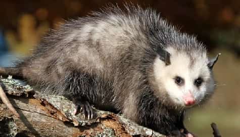  Possum Removal and Relocation