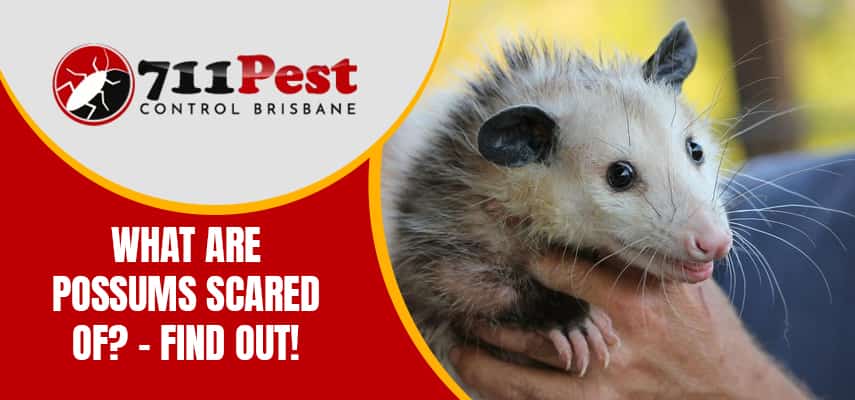What Are Possums Scared Of?