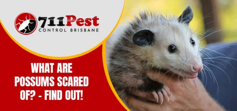 What Are Possums Scared Of