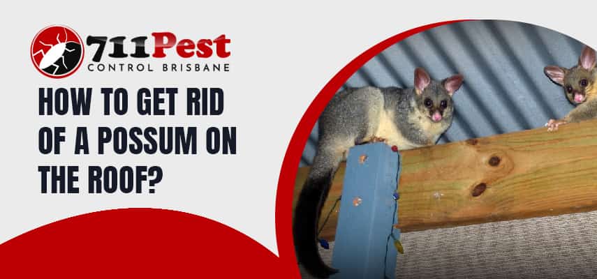 Get Rid Of A Possum On The Roof